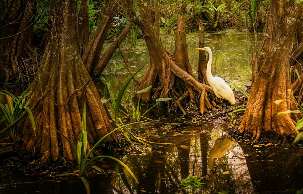 welcome-to-kalpataru-travels, white egret in Sajnekhali Bird Sanctuary, Sundarban birdwatching, mangrove wetlands wildlife