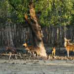welcome-to-kalpataru-travels, Sundarban wildlife safari, spotted deer in mangrove forest, Sundarbans nature tourh Spotted Deer